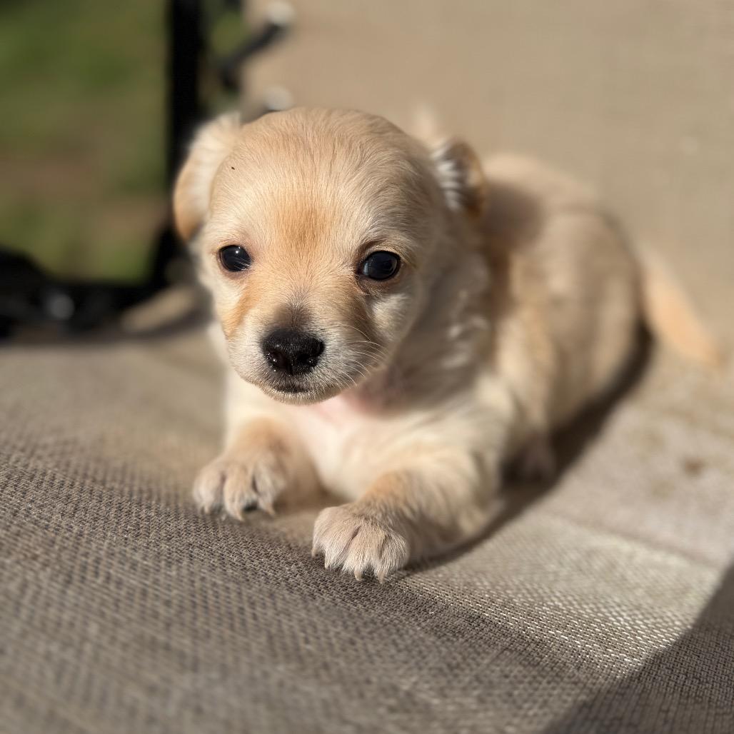 Maia