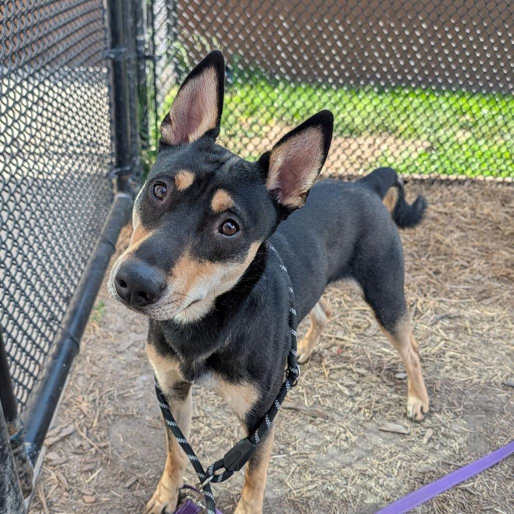 JAX