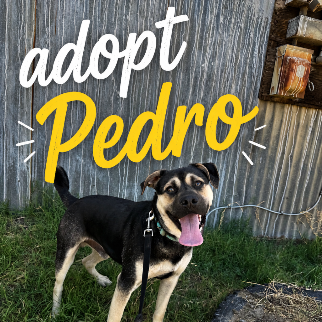 Pedro