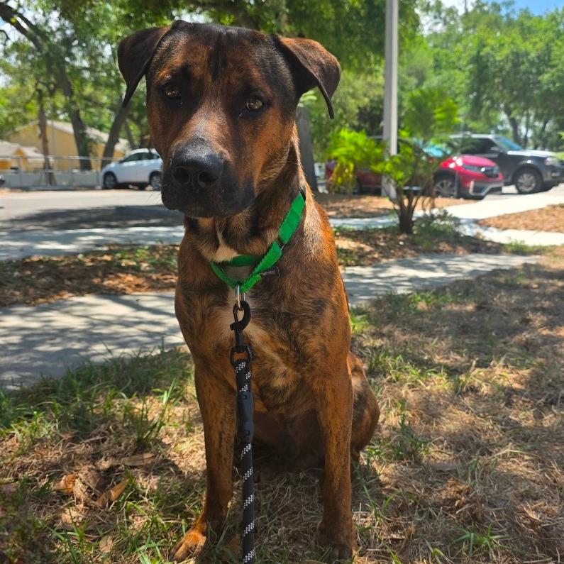 Scooby