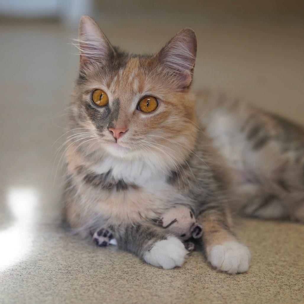 Purrla