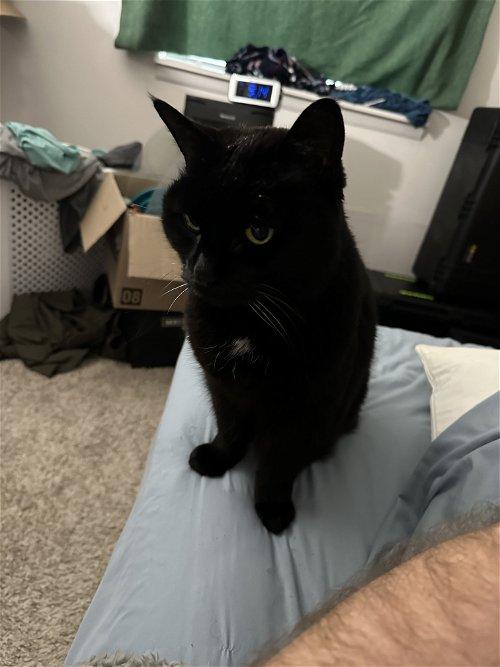 Adoptable Cats & Kittens in Rochester, NY