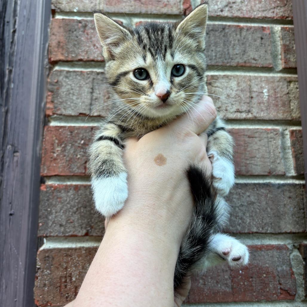 Nerys (Catahoula Leopard Cat)