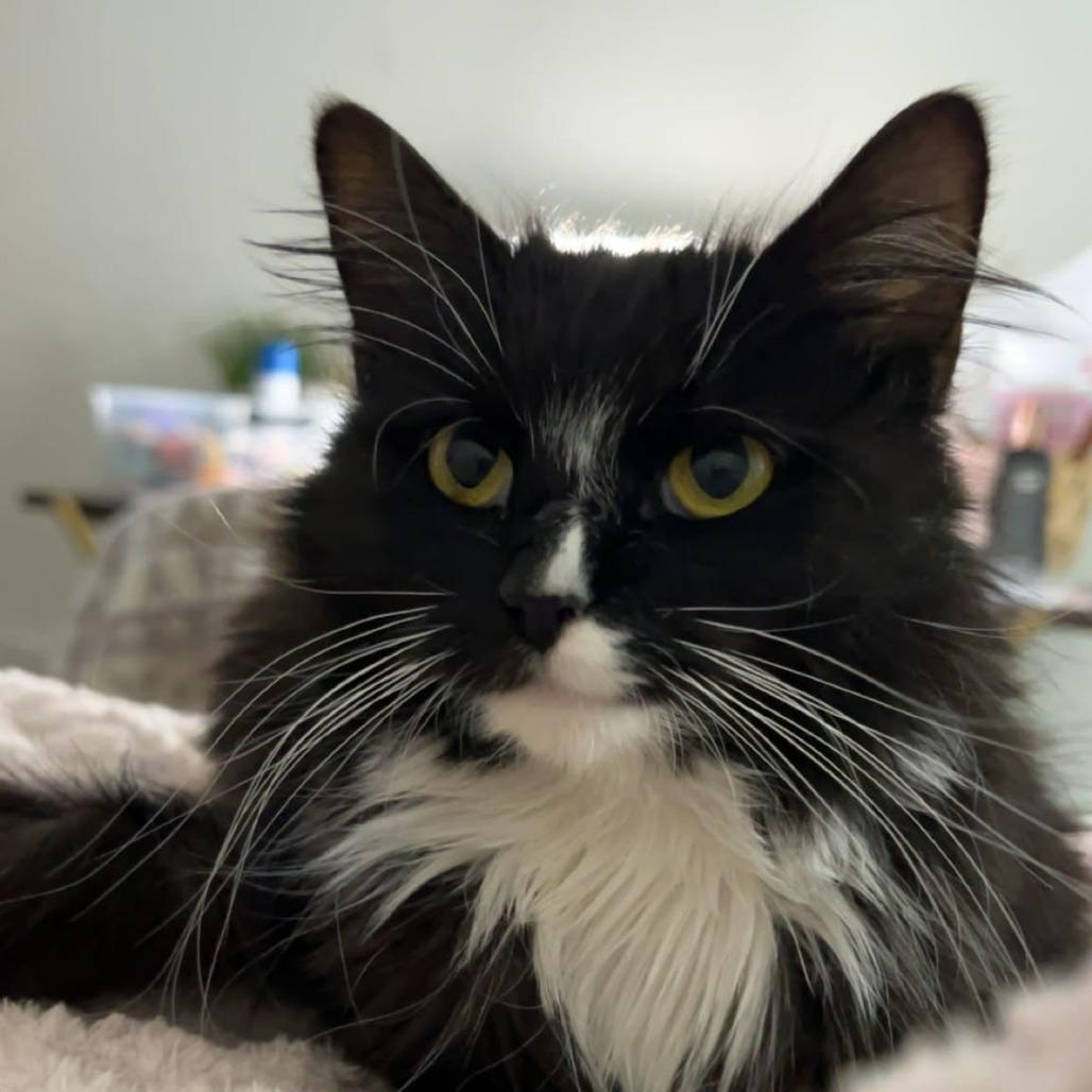 Lyla