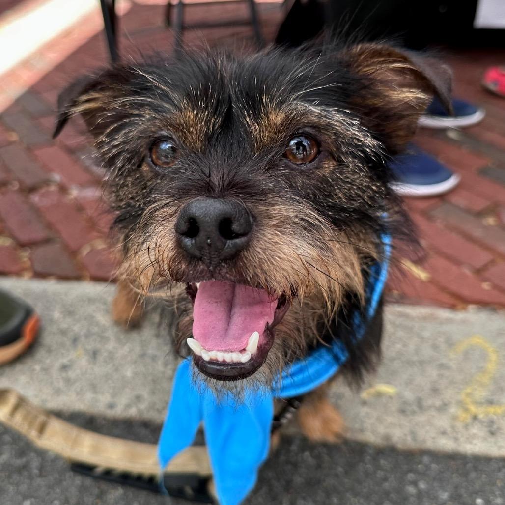 Toofers