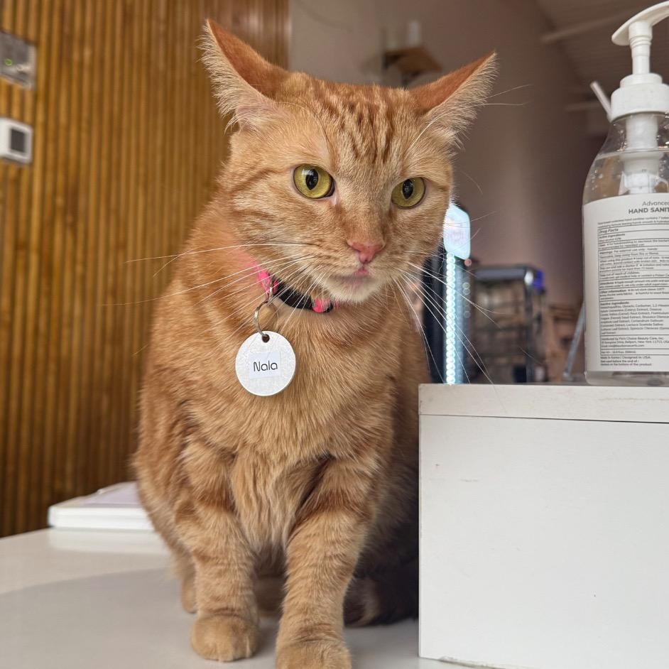Nala