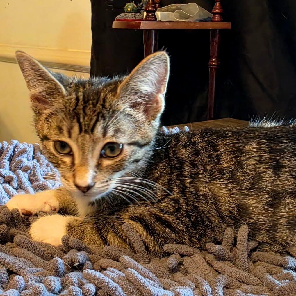 Bunzie