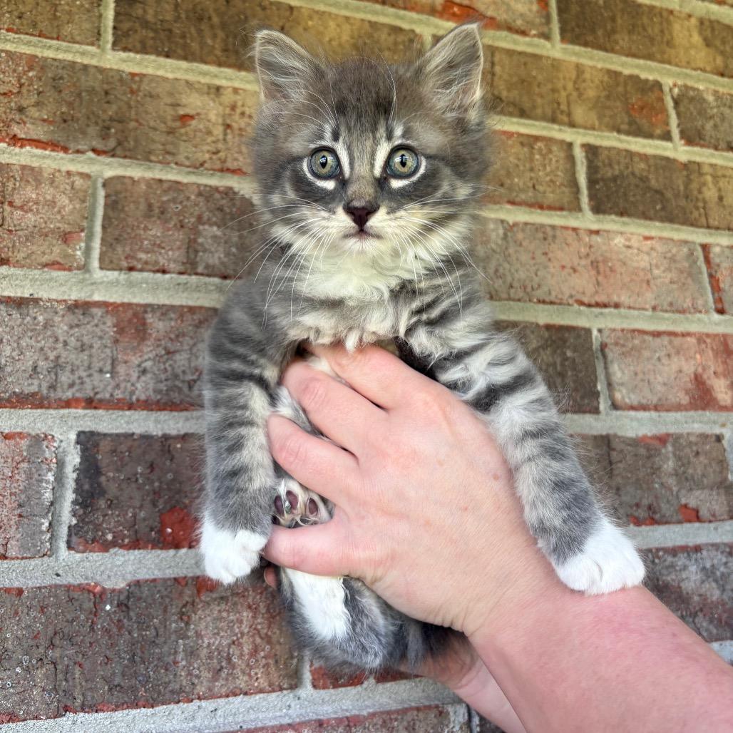 Koopa (Catiba Inu)