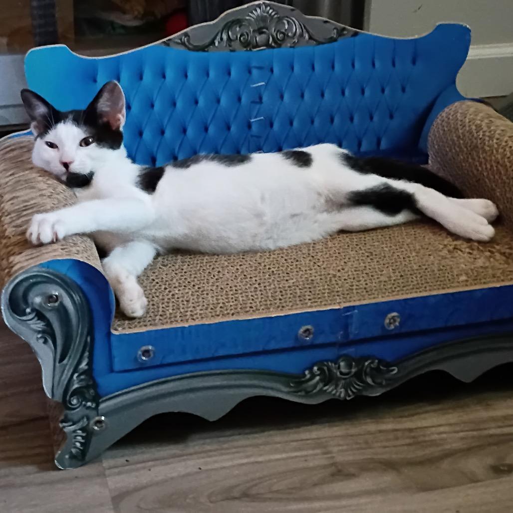 Tatooine (Cat Cafe adoption)