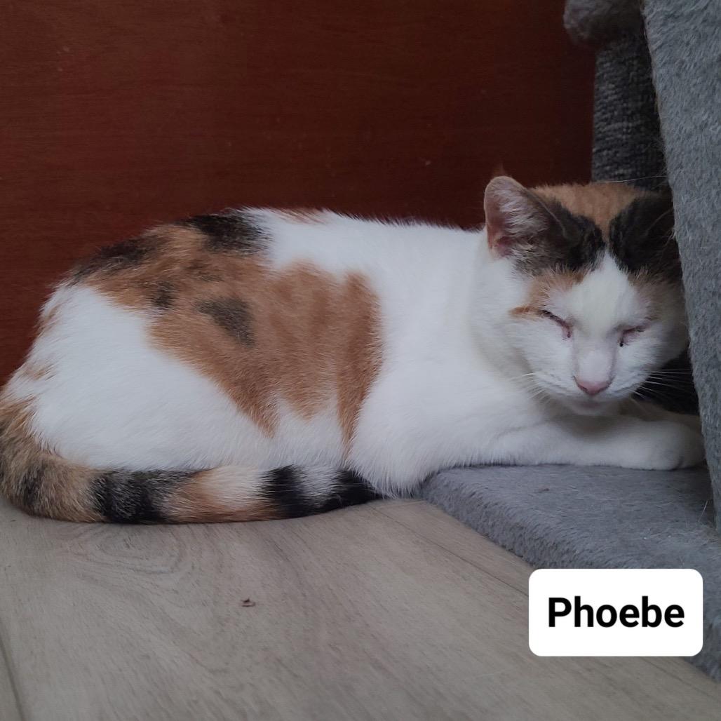 Phoebe Super Bubbles