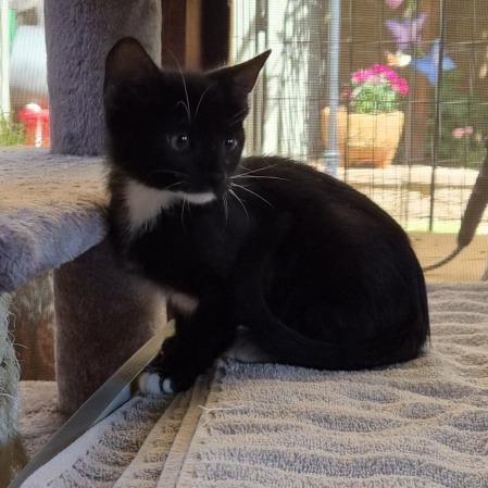 Juniper