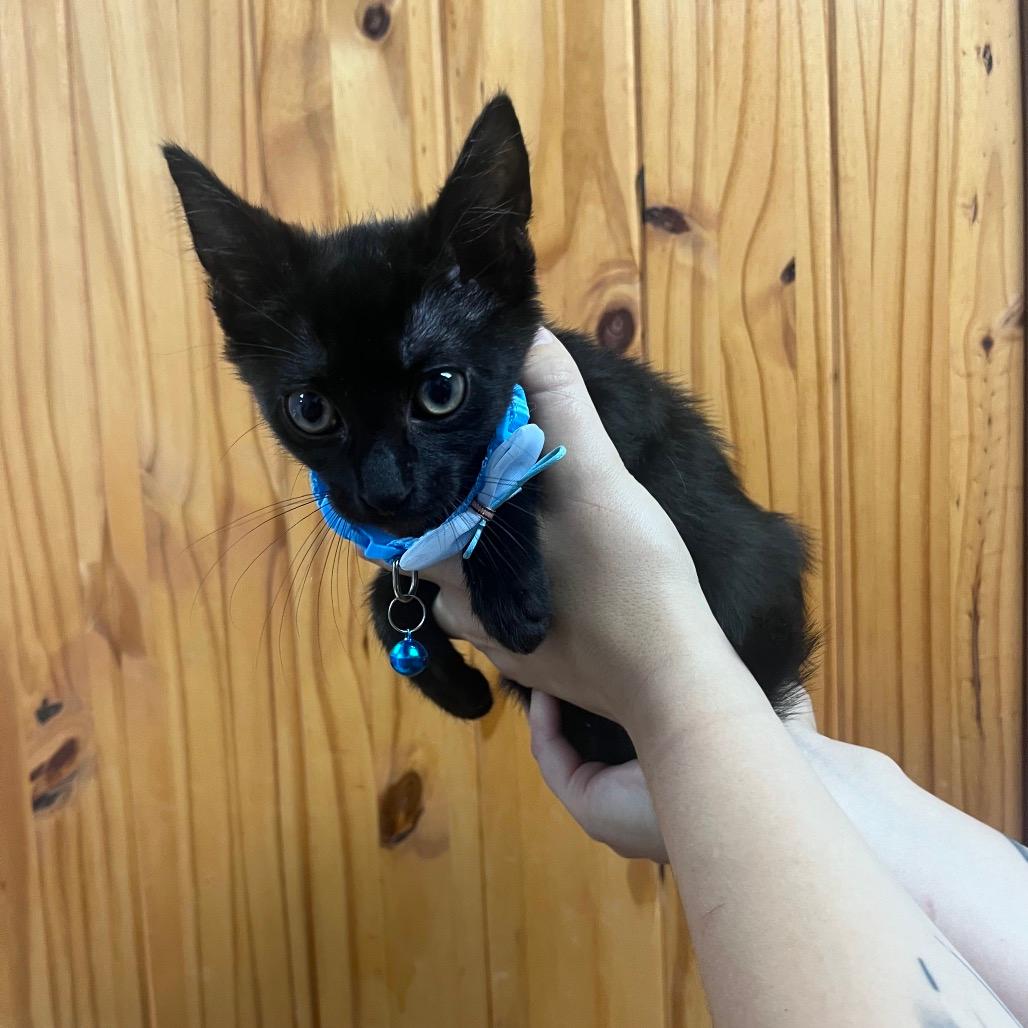 Little Tom