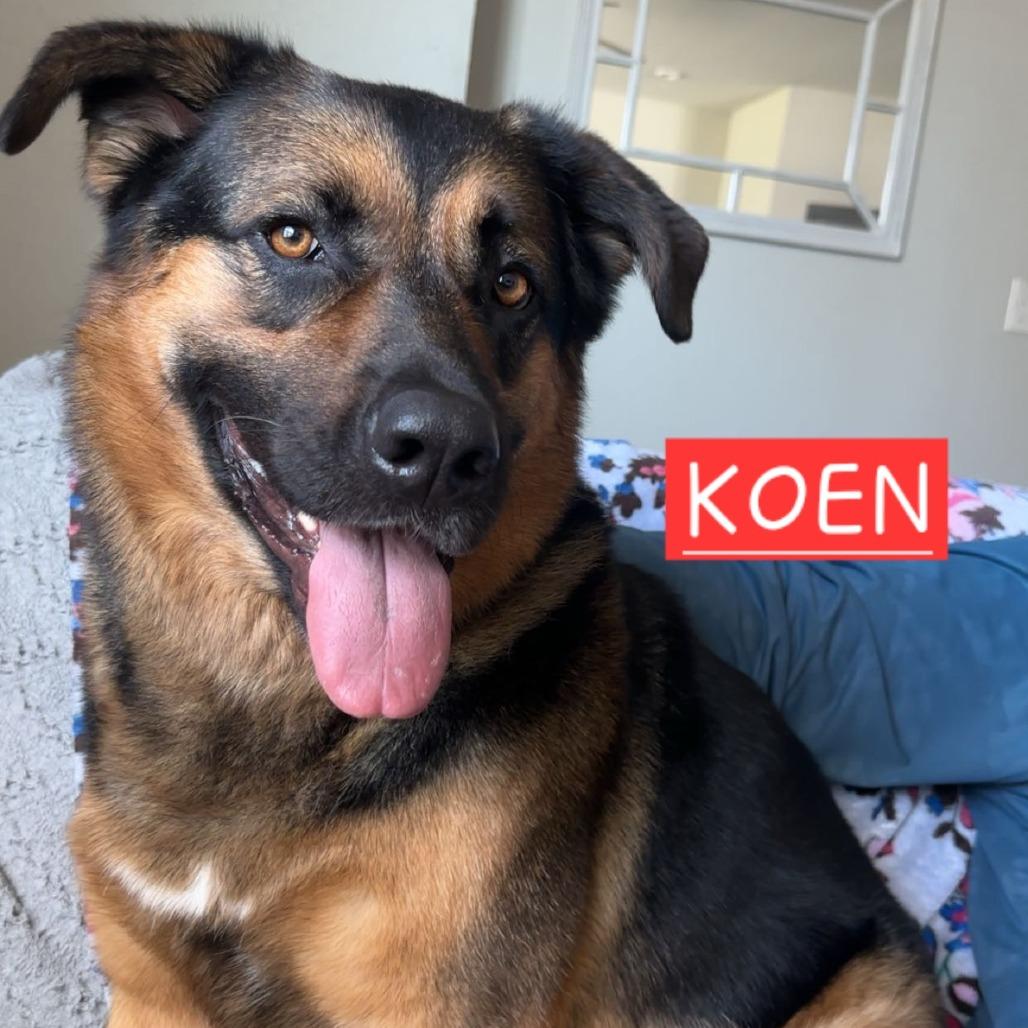 Koen 