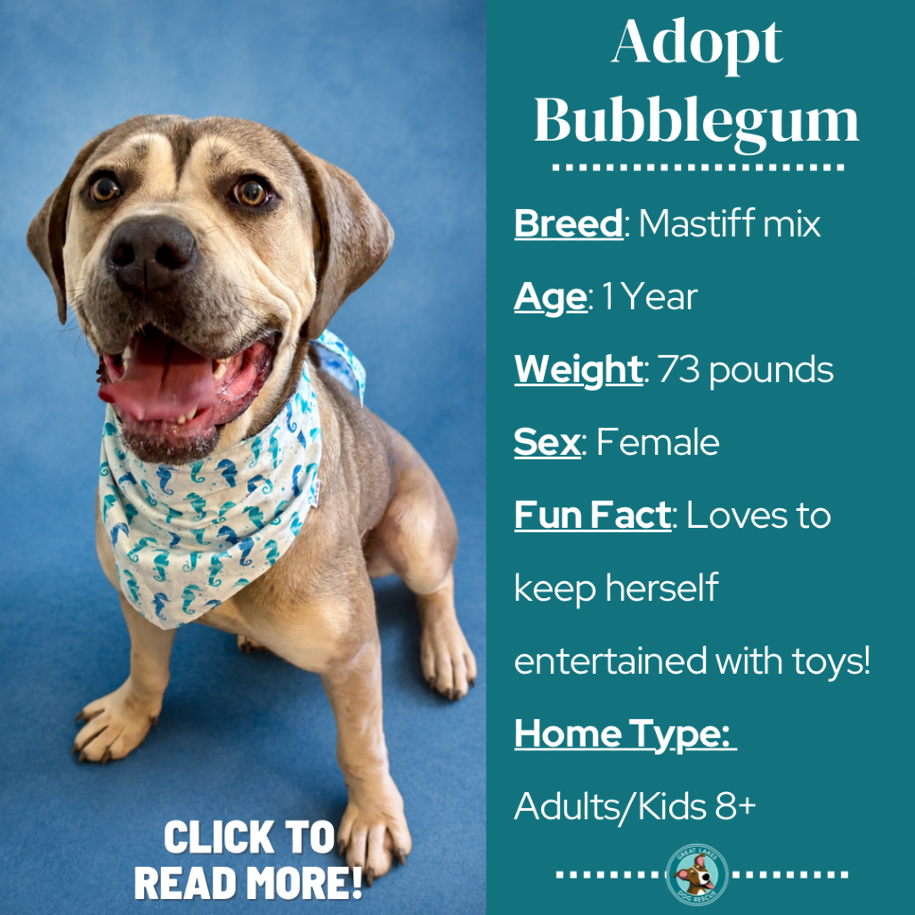 Bubblegum