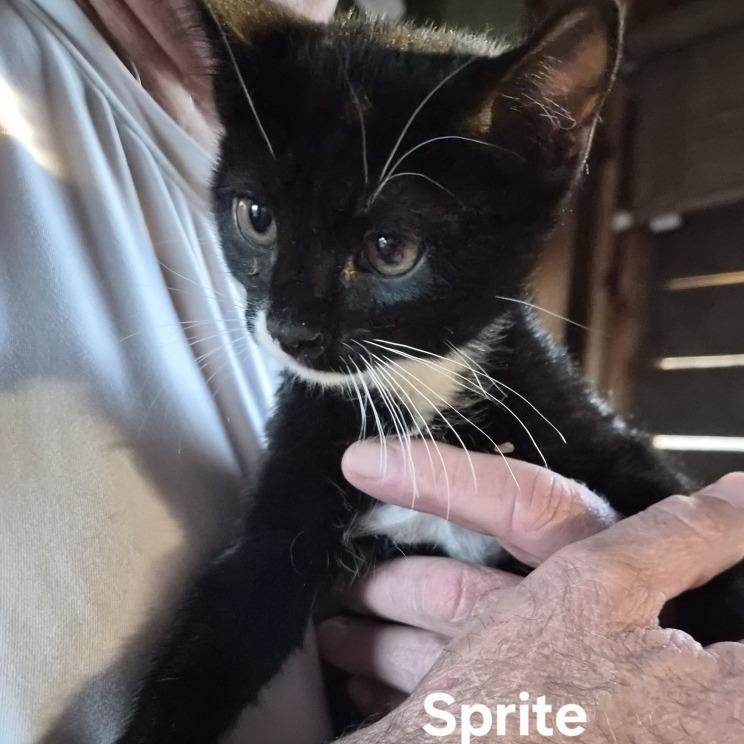 Sprite