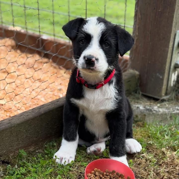 Oreo (1)