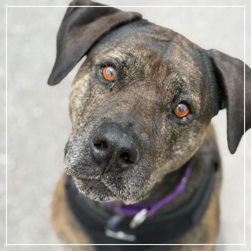 Akila