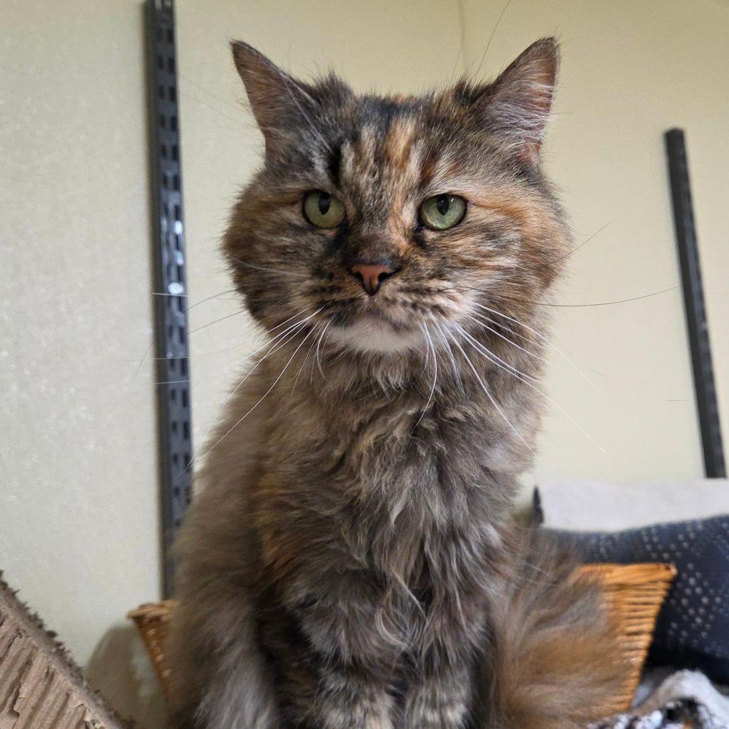 Priscilla 