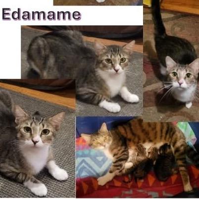 Edamame