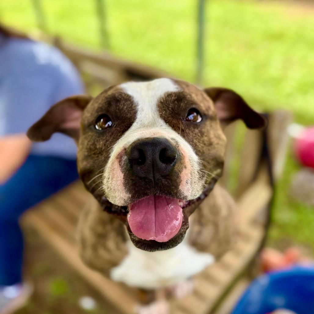 Adoptable Dogs & Puppies in Chattanooga, TN | Chewy.com