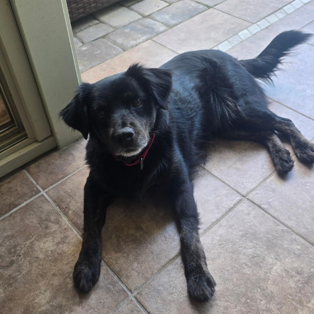Moxie (Brindlesnoot Fuzzypants)