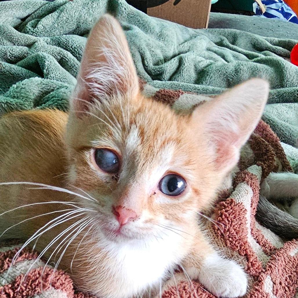 Mandarin 