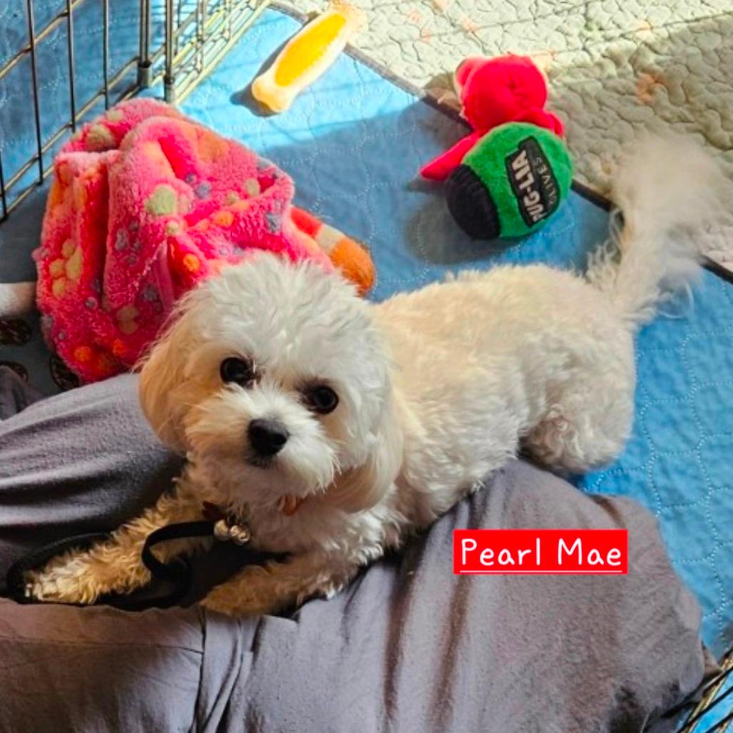 Pearl Mae