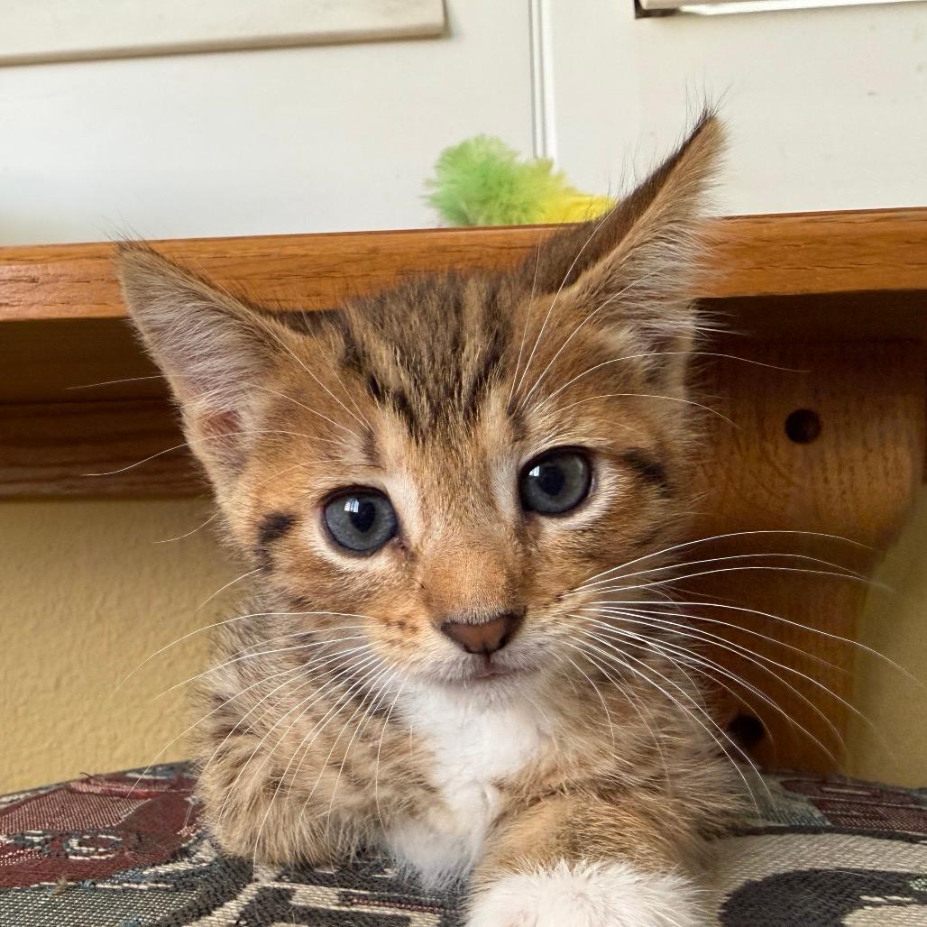 Magellan