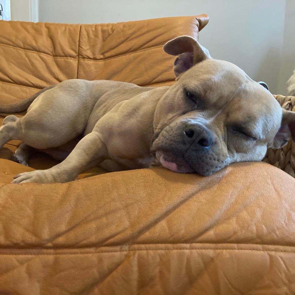 Penelope