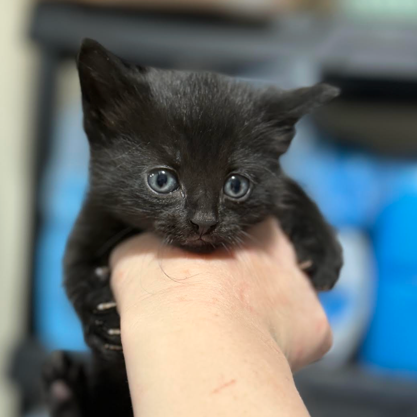 Sesame