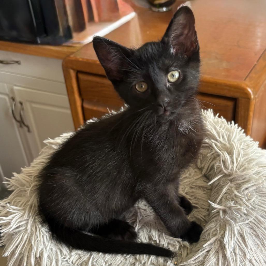 Figaro