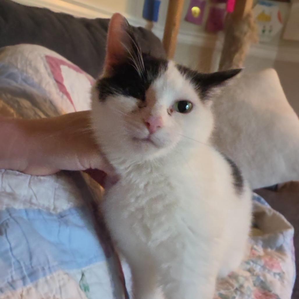 Calypso