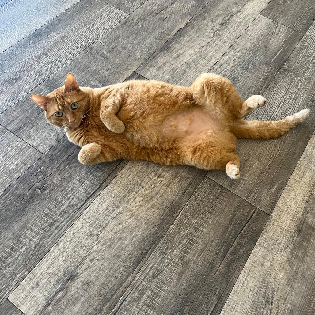 Ginger 