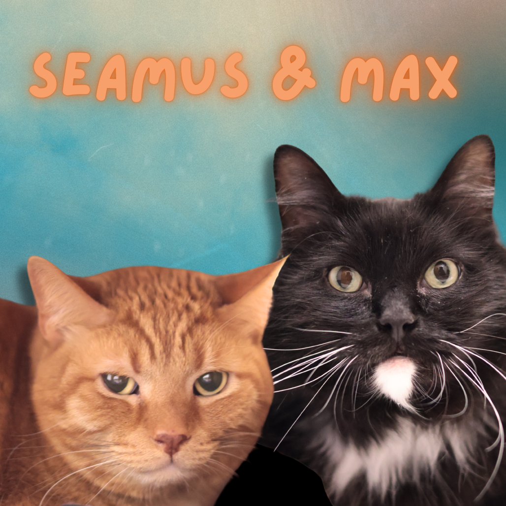 Seamus O'Reilly & Max