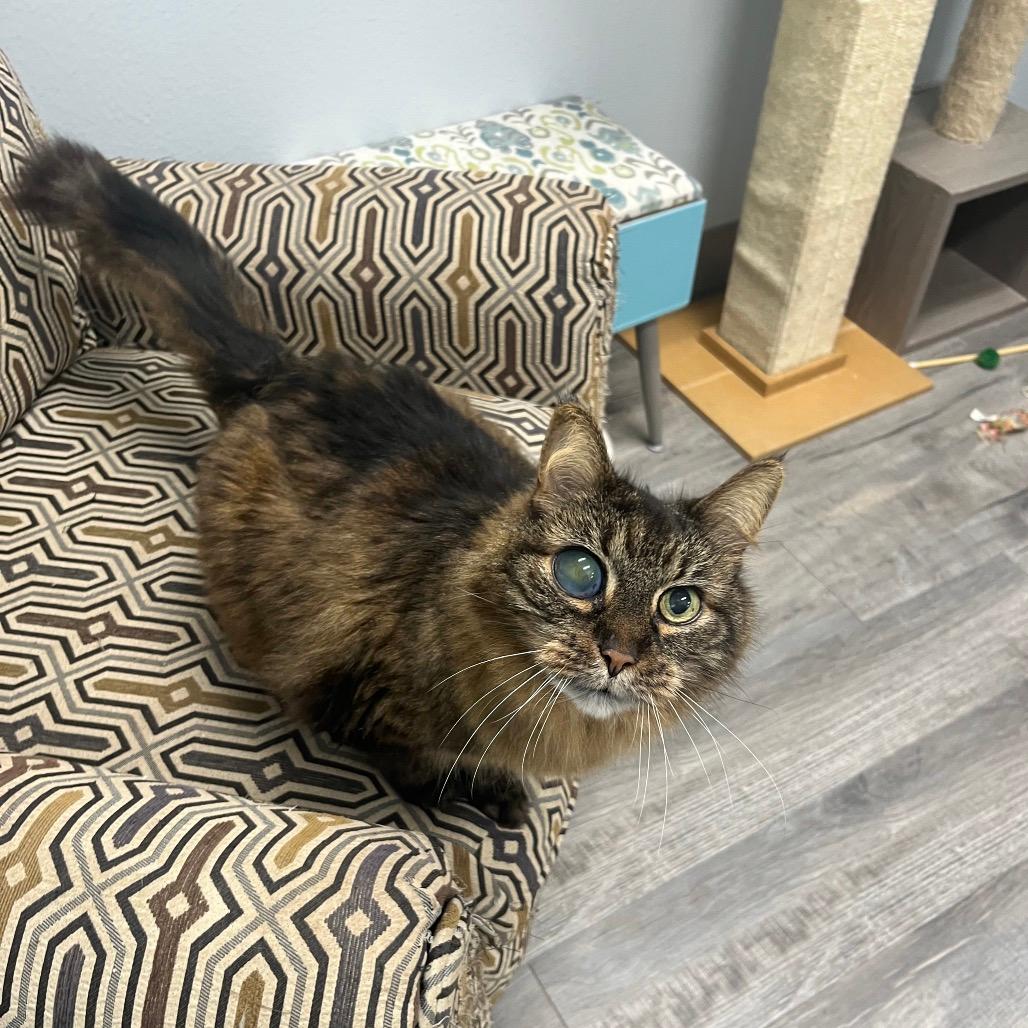Gidget