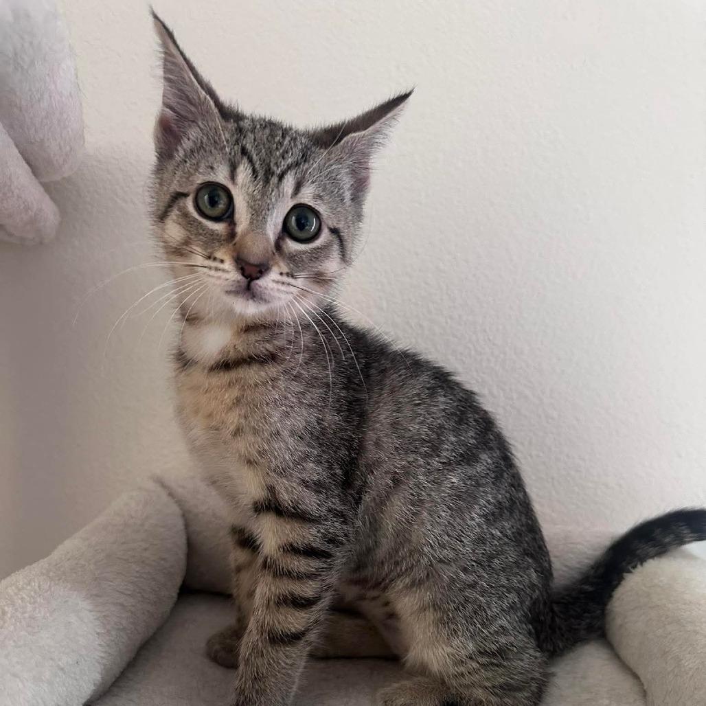 Nova