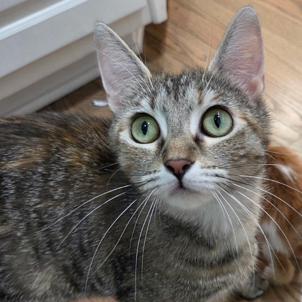 Tabitha