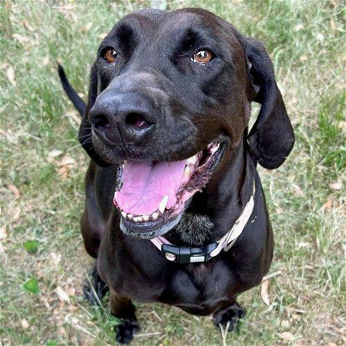 Adoptable Dogs & Puppies in Milwaukee, WI