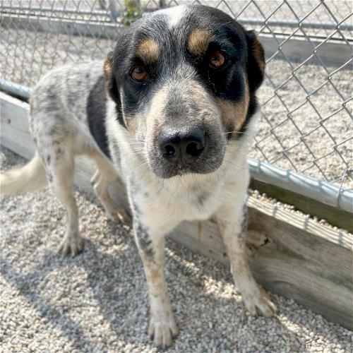 Adoptable Dogs & Puppies in Milwaukee, WI