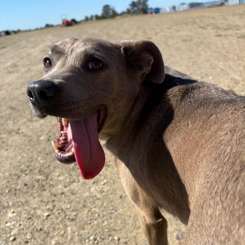Nova