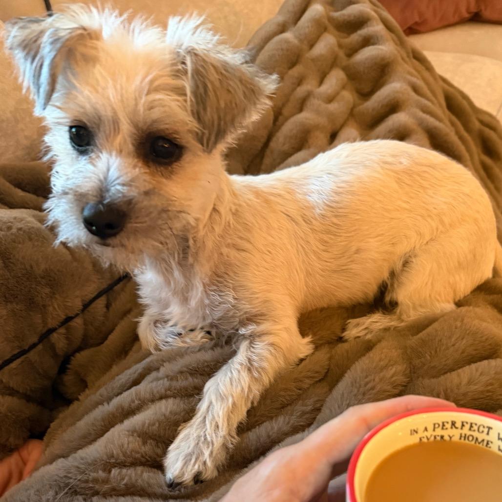 Peanut