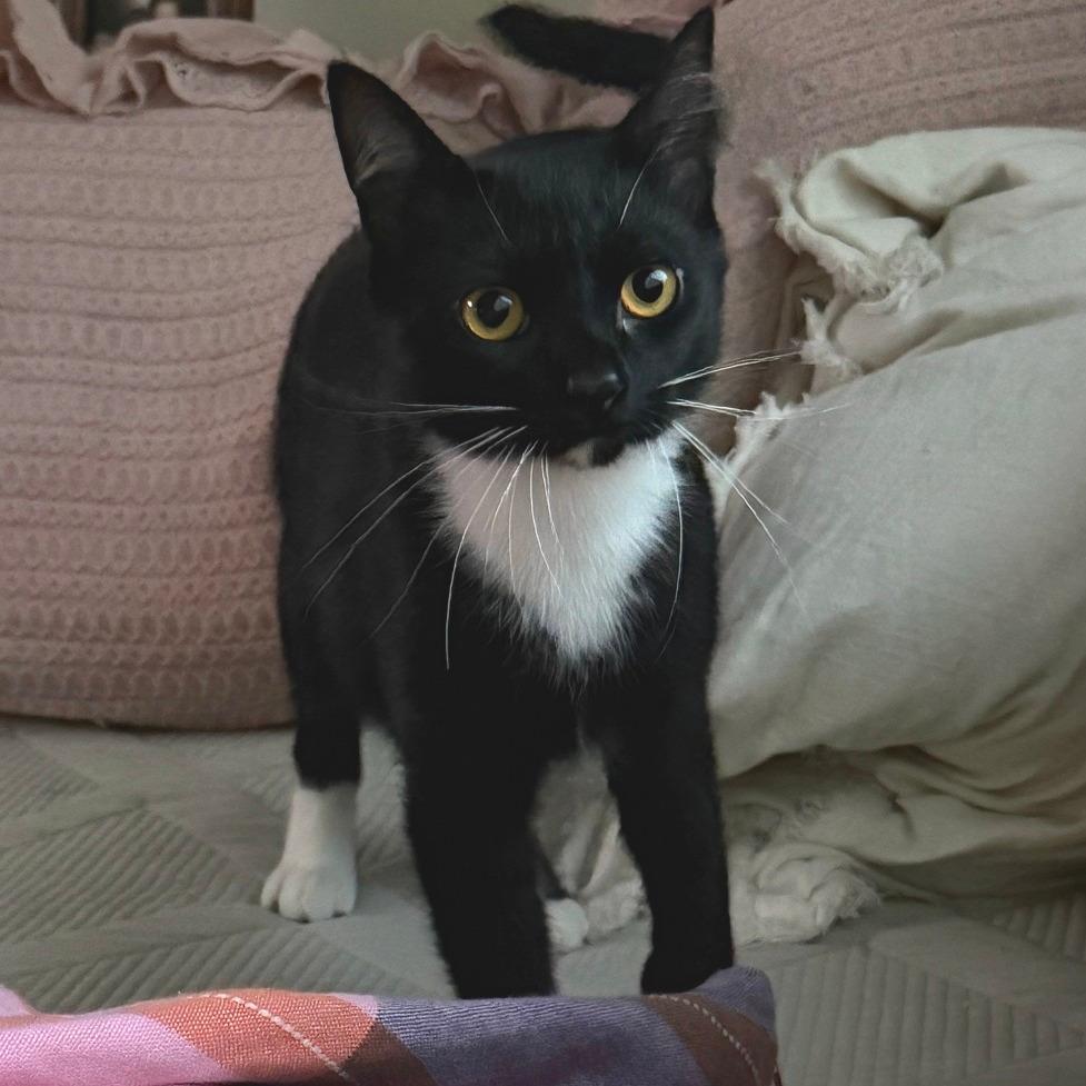 Alfred