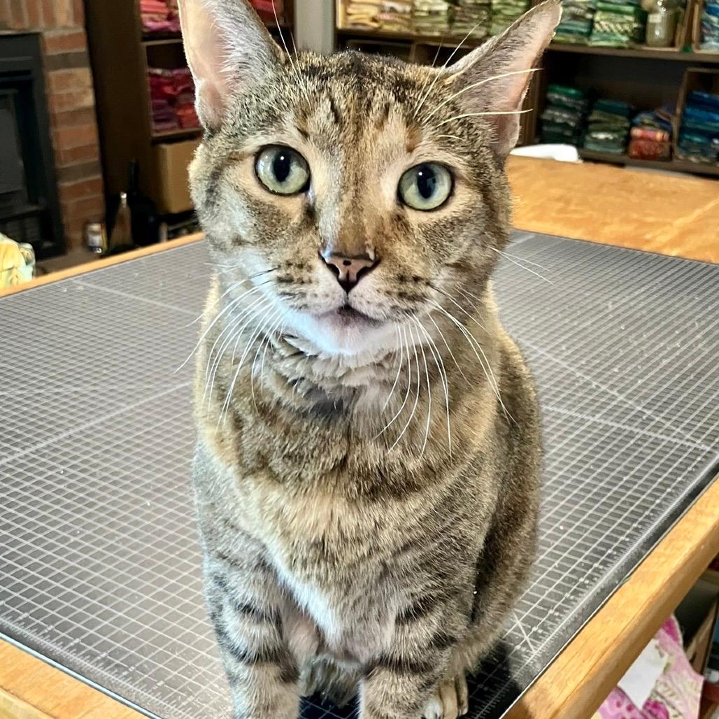 Iris