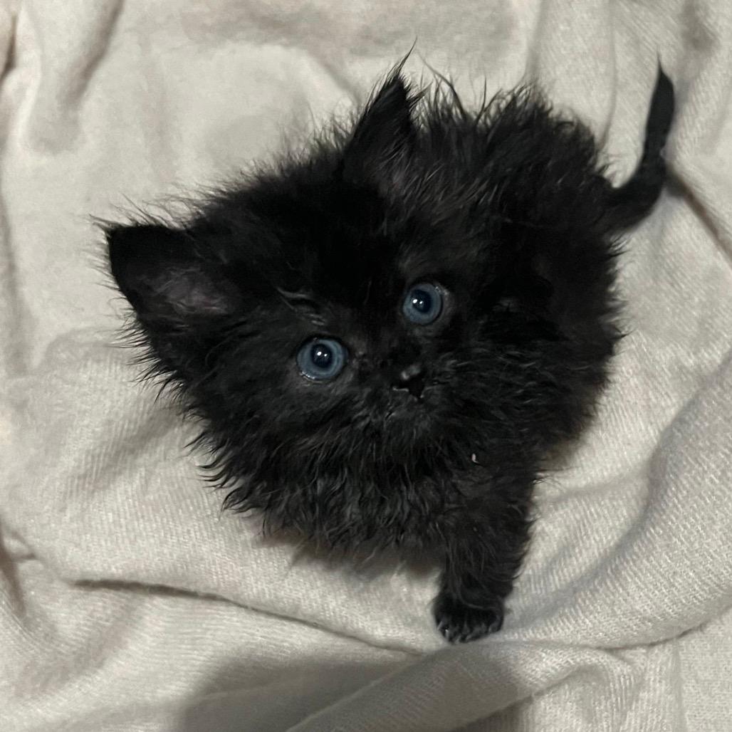 Pocket Lint Pablo Pate