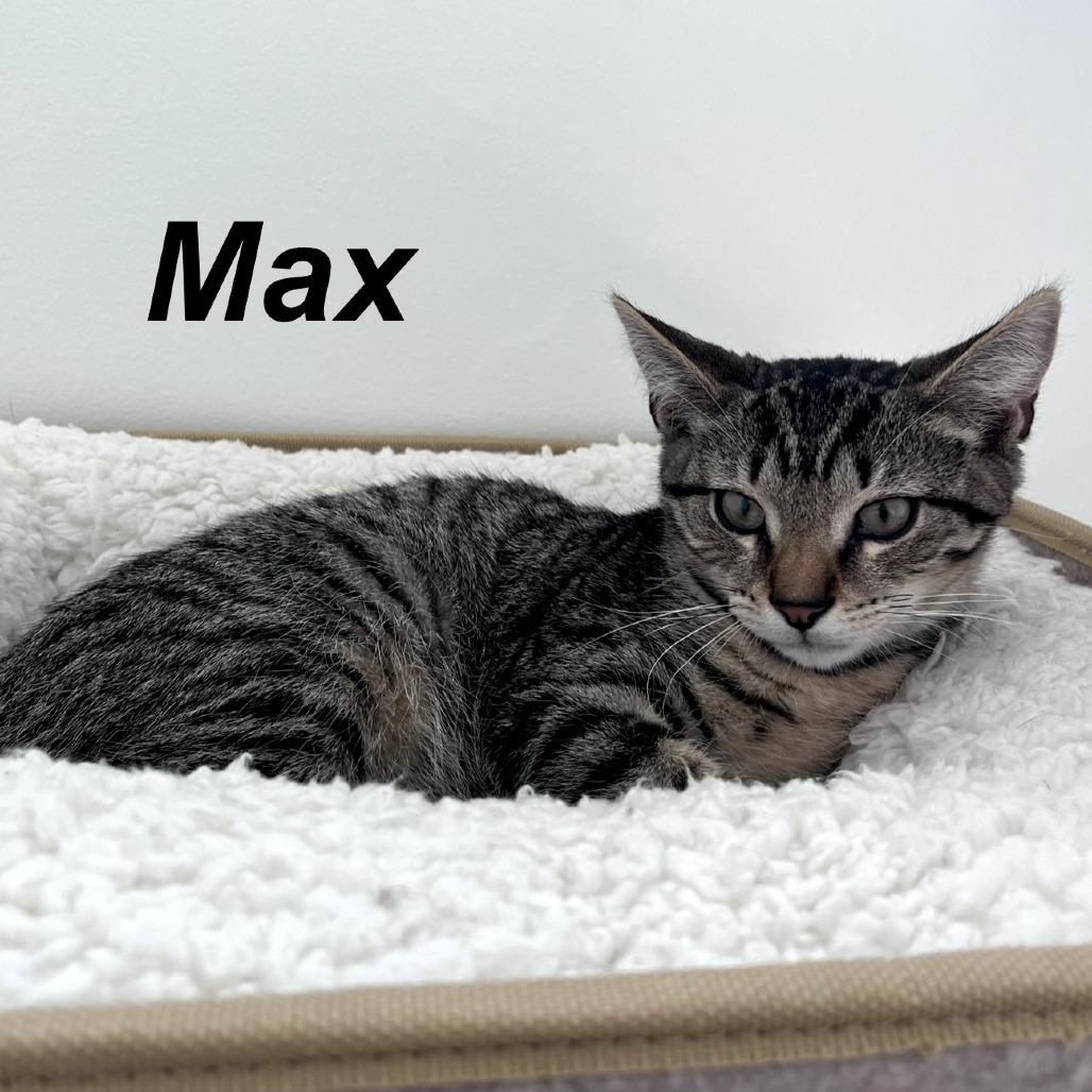 Maxx