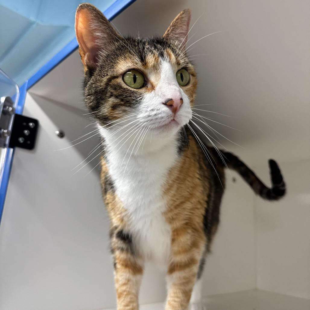 Donnatella Meow Meow