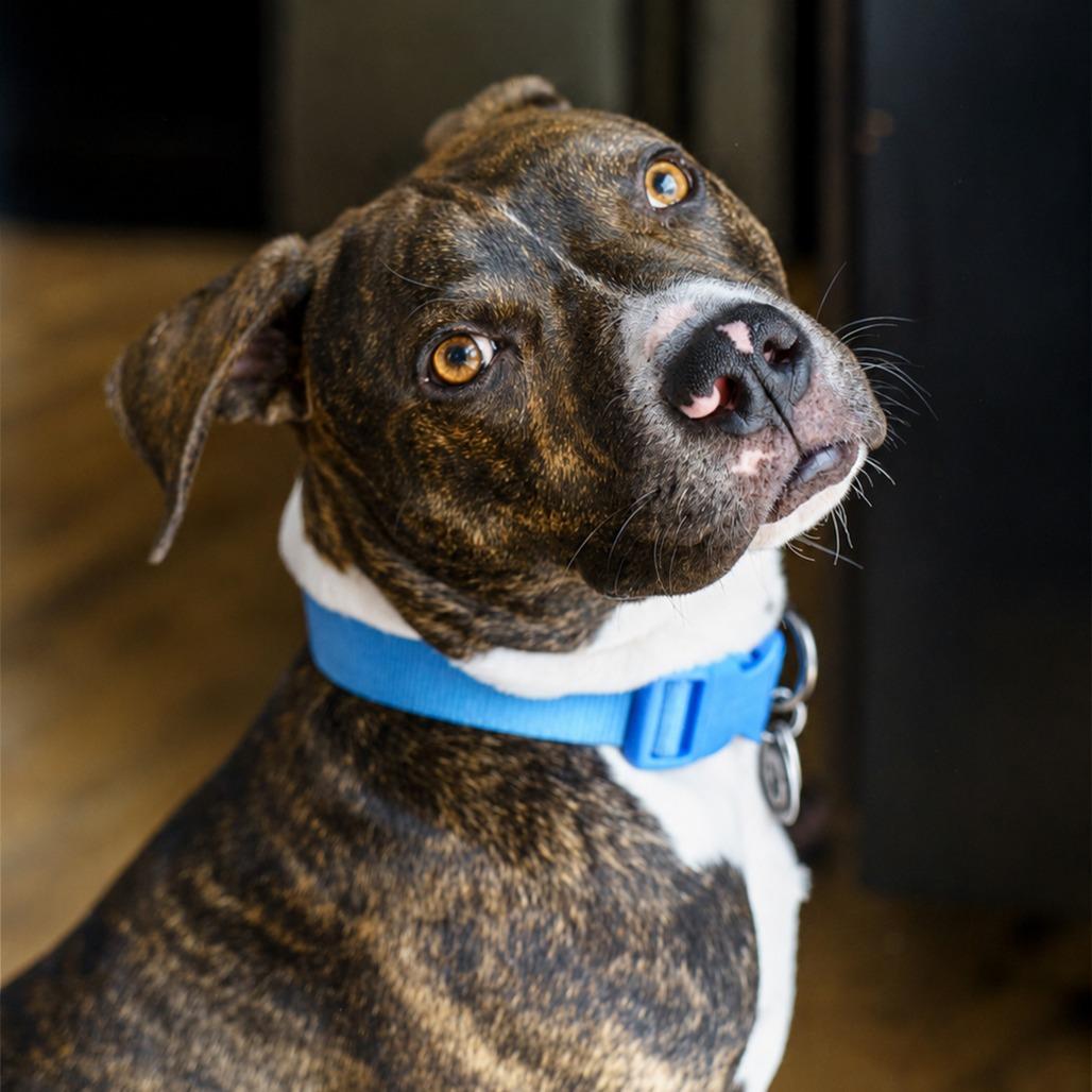 Ollie D11364
