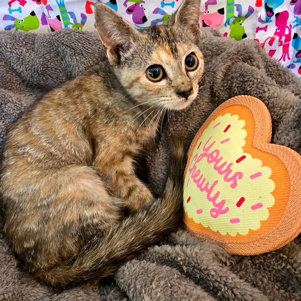Zyla