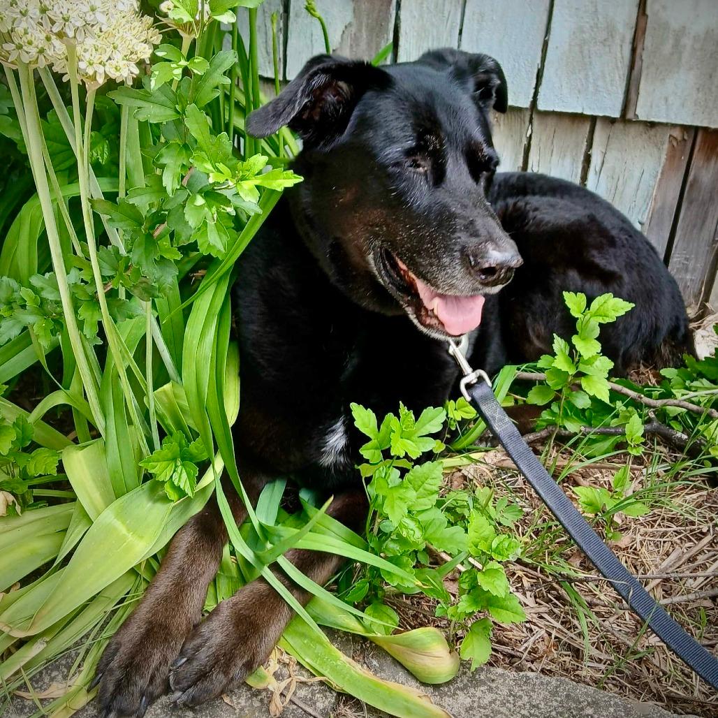 Daisy