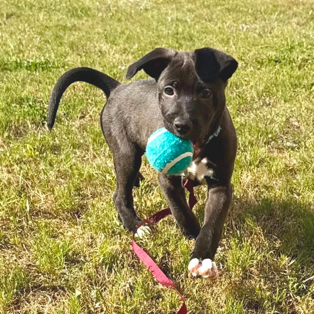 Rascal Wadesboro